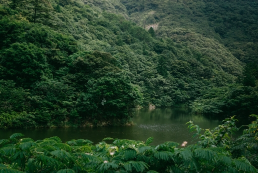 Lush green forest river of Nishinoshima of Okinoshima Islands, Shimane, Japan