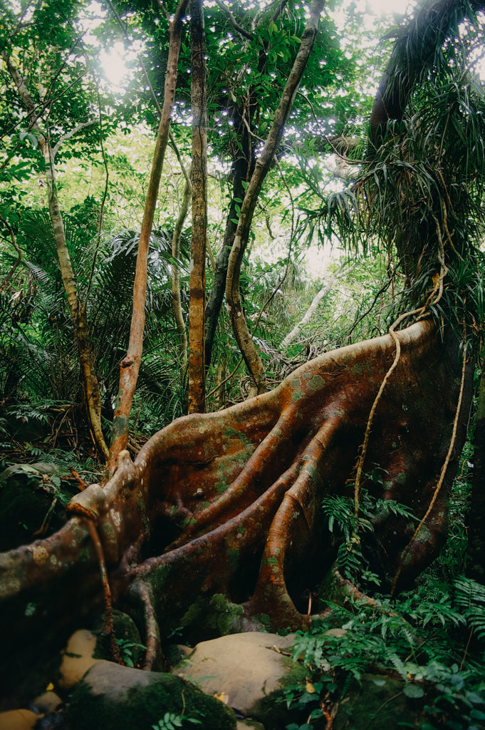 Jungle hiking on Iriomote Island, Okinawa, Japan