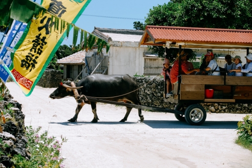 Water buffalo taxi on Taketomi Island of the Yaeyama Islands, Okinawa, Japan