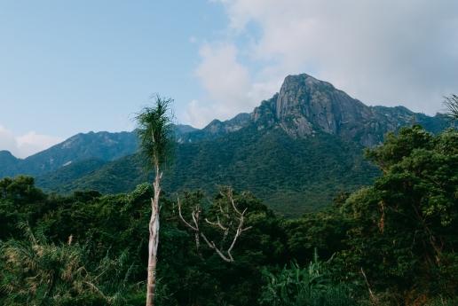 Unesco heritage Yakushima Island, Japan