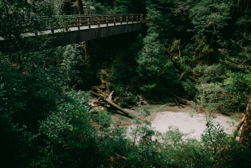 Lush green rainforest of Yakushima, Kagoshima, Japan