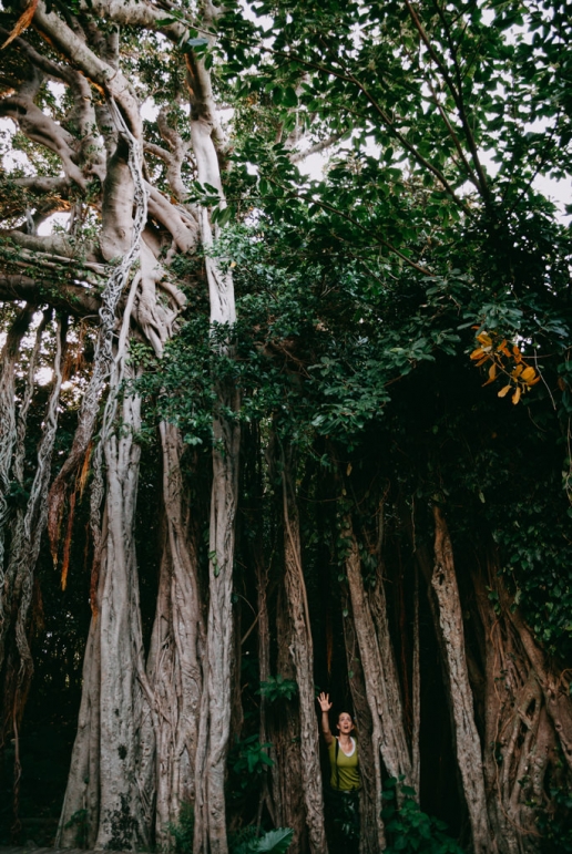 Japanese banyan tree (strangler fig), Yakushima