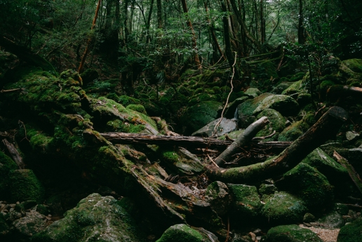 Mossy rainforest of Yakushima Island, Japan