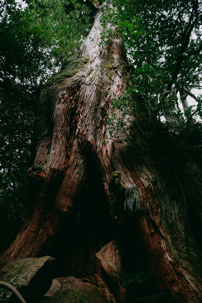 Old tree of Yakushima, Kagoshima, Japan