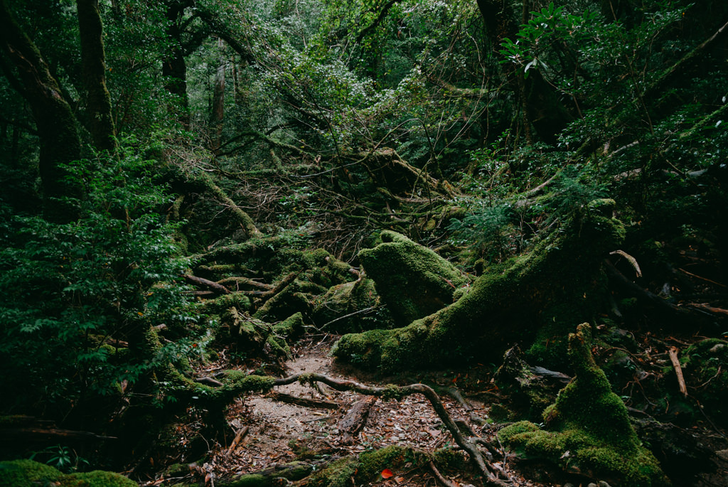 Mossy forest of Yakushima, Kagoshima, Japan