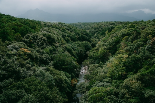 Year-round lush green forest of Yakushima, Japan