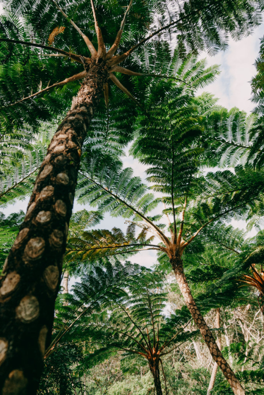 Tree fern jungle, Okinawa Main Island
