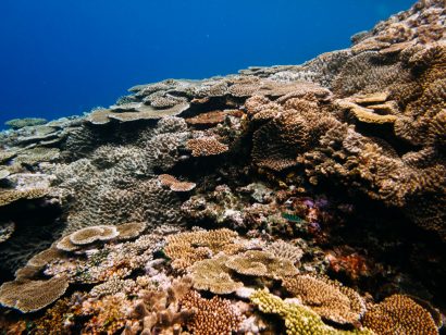 Colorful Japanese coral reef in clear tropical water, Miyako-jima Island, Okinawa