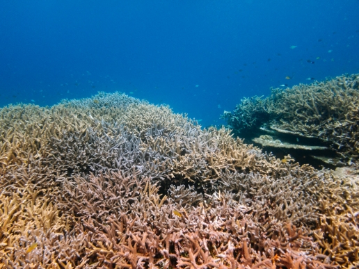 Pristine coral reef of Tropical Japan, Miyako-jima Island, Okinawa