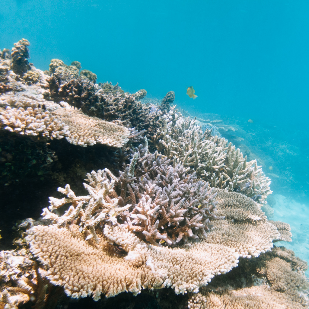 Coral reef snorkeling around Aragusuku Island of the Yaeyama Islands, Okinawa