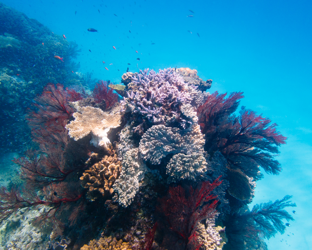 Snorkeling in Sekisei Lagoon of the Yaeyama Islands, Okinawa, Japan