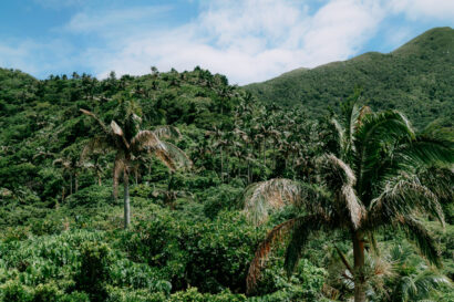 Jungle of Satake palm trees in southern Japan, Ishigaki Island, Okinawa