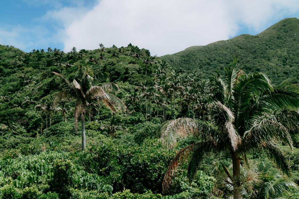 Jungle of Satake palm trees in southern Japan, Ishigaki Island, Okinawa