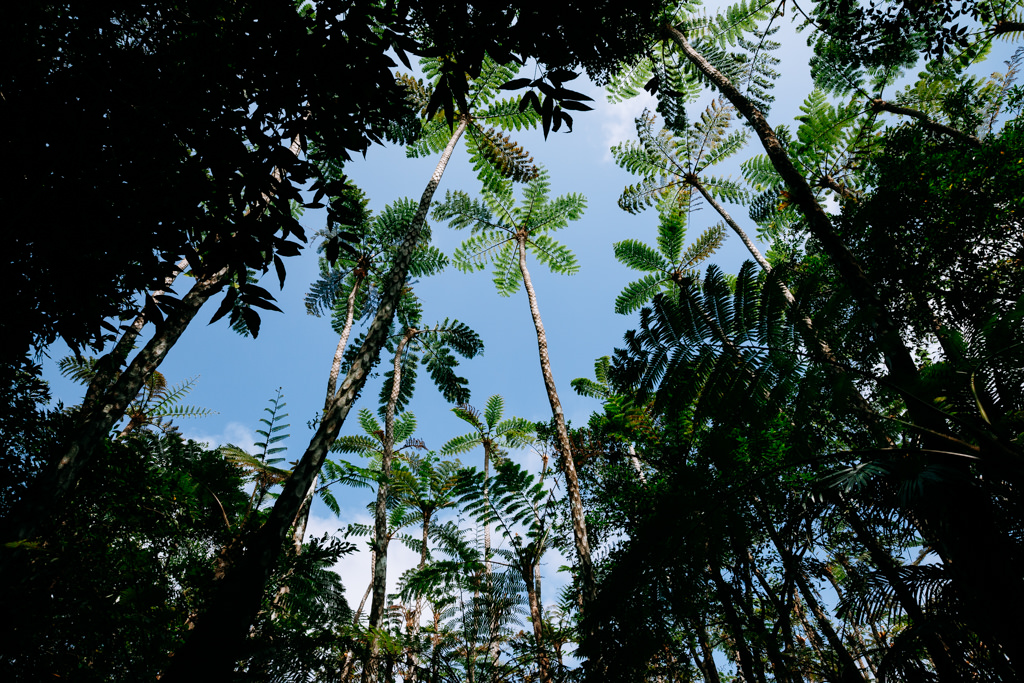 Tree fern jungle, Okinawa, Japan