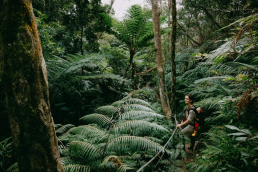 Okinawa rainforest hiking in winter