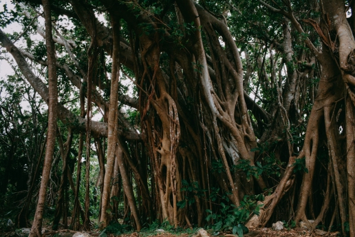 Hiking through a jungle of banyan fig trees, Okinawa Honto