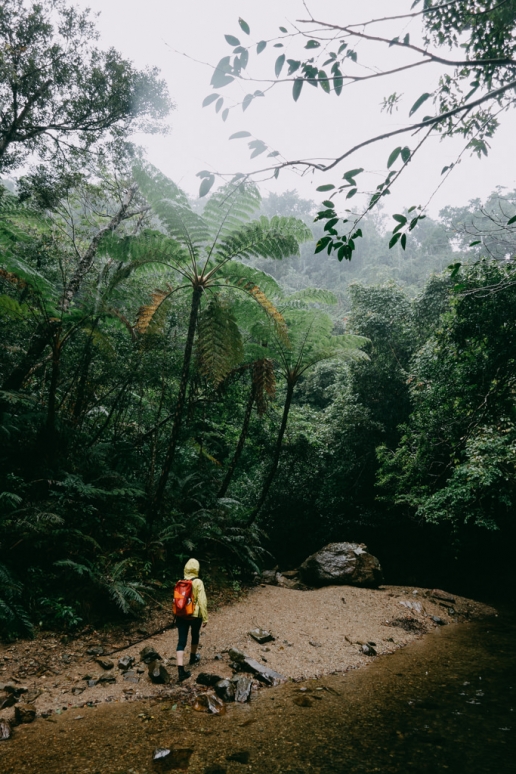 Okinawa Yanbaru rainforest in winter, Japan