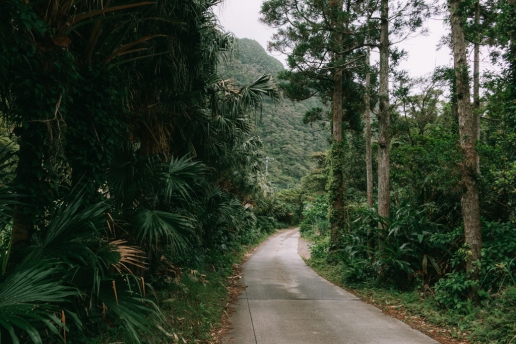 Road through subtropical forest inside the crater, Aogashima Island, Tokyo, Japan