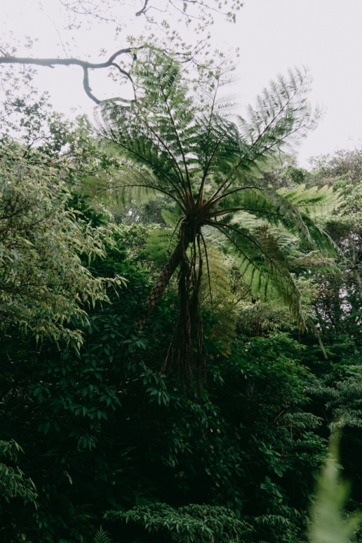 Tree fern thriving inside the crater of Aogashima Island, Tokyo, Japan