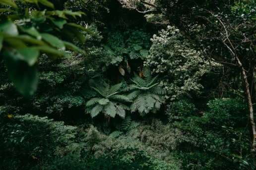 Hiking in tree fern jungle of Hachijo Island, Tokyo