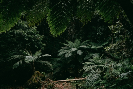 Tree fern jungle hike, Hachijo Island, Tokyo