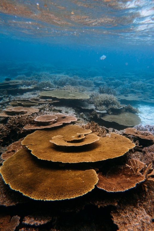 Coral reefs of Japan, Yabiji Reef, Miyako Island