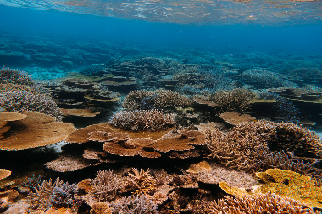 Healthy coral reefs of Japan, Yabiji Reef, Miyako Island, Okinawa