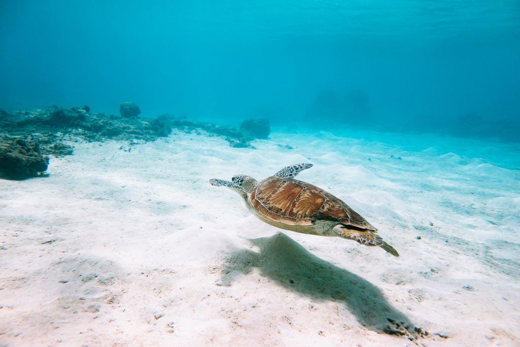 Snorkeling with sea turtle in southern Japan, Tokashiki Island, Okinawa