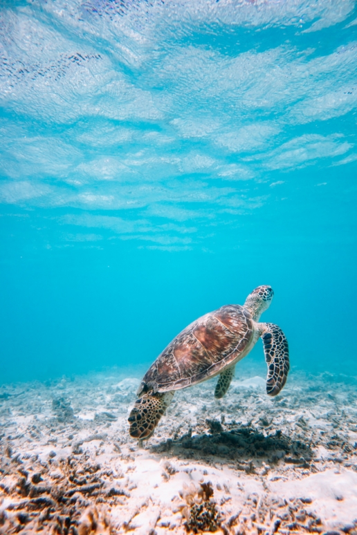 Tips for Tokashiki Island of the Kerama Islands, Okinawa, Japan