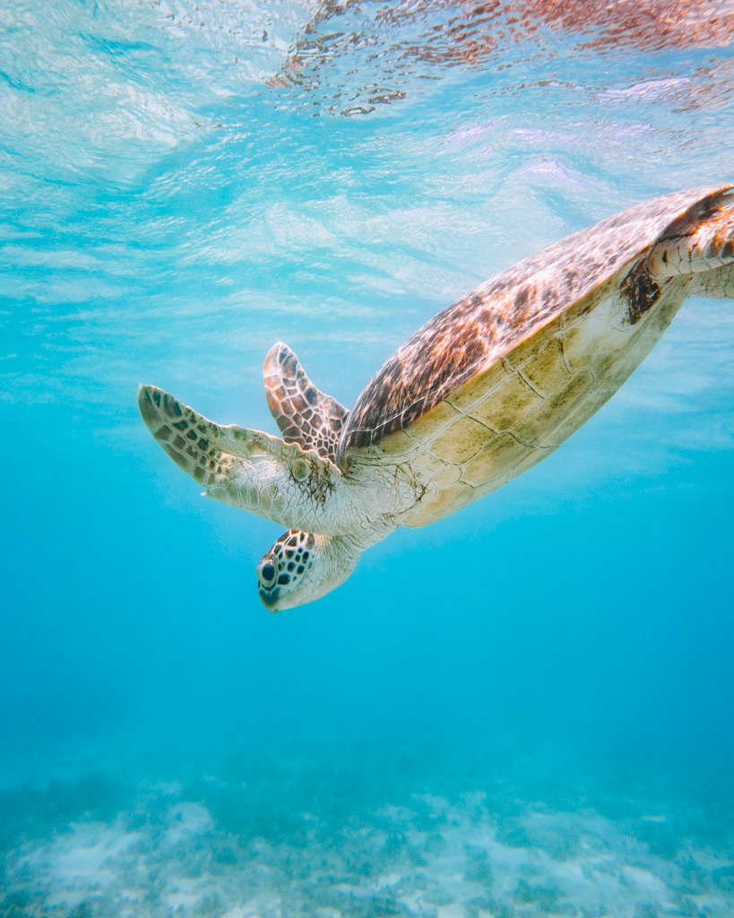 Snorkeling with a sea turtle of Tropical Japan, Kerama Islands, Okinawa