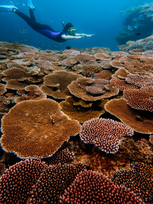 Snorkeling pristine coral reef, Hatoma Island, Okinawa, Japan