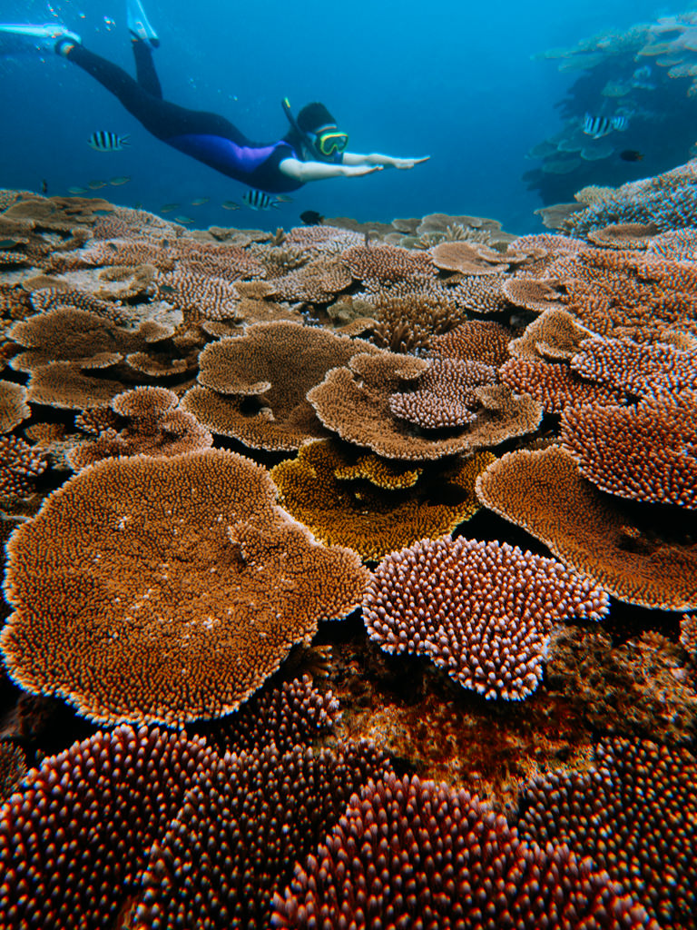 Snorkeling healthy coral reef, Hatoma Island, Okinawa, Japan