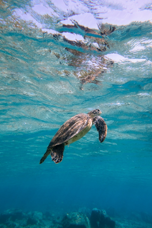 Snorkeling with sea turtle, Okinawa, Japan