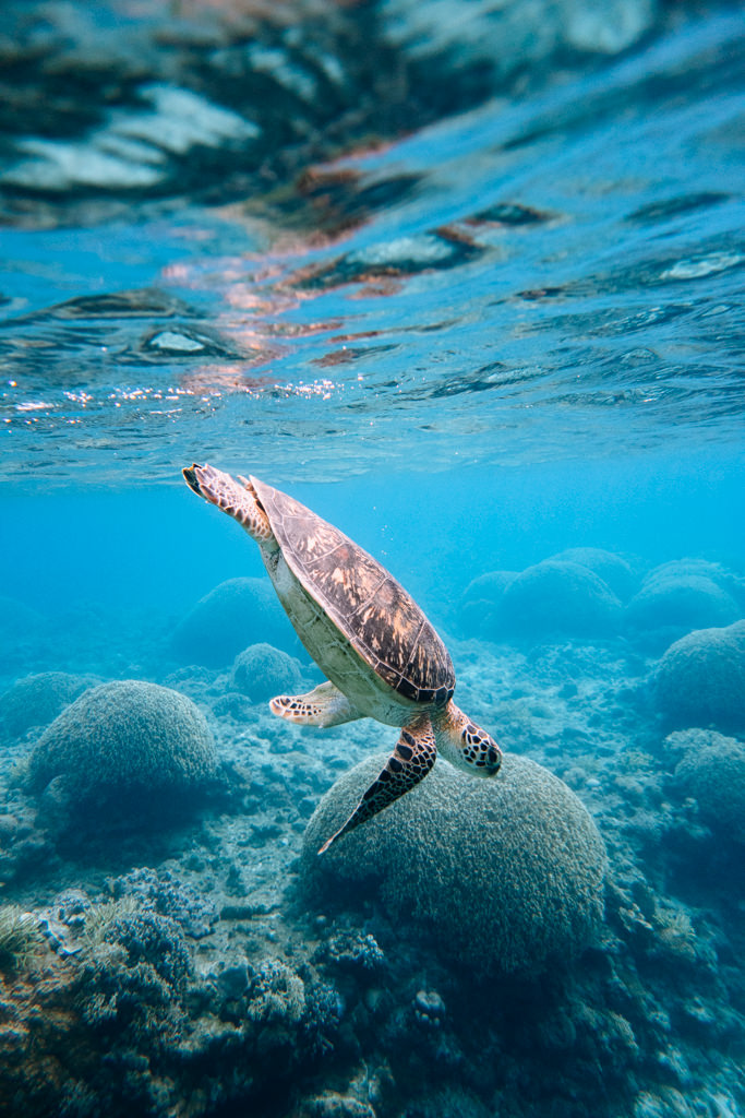 Snorkeling with sea turtle in Japan, Aka Island, Okinawa