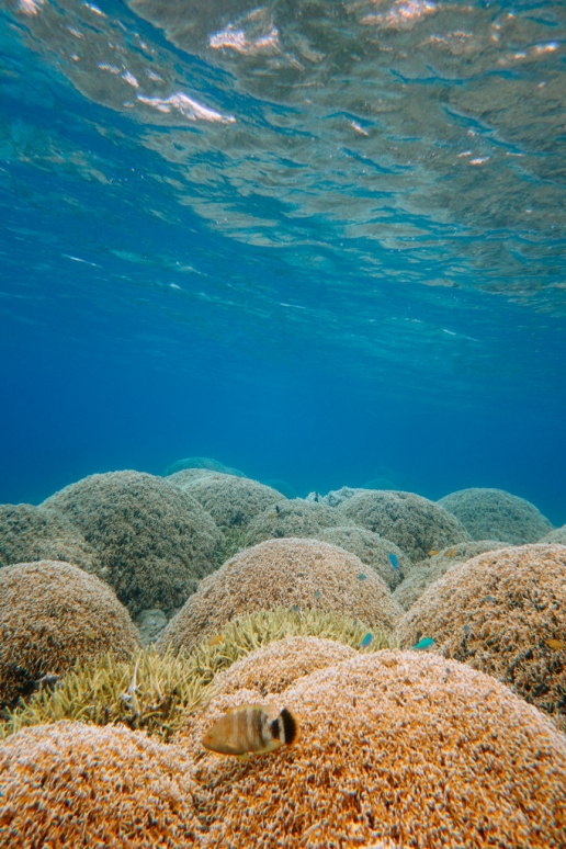 Pristine coral reef of tropical Japan, Aka Island, Okinawa