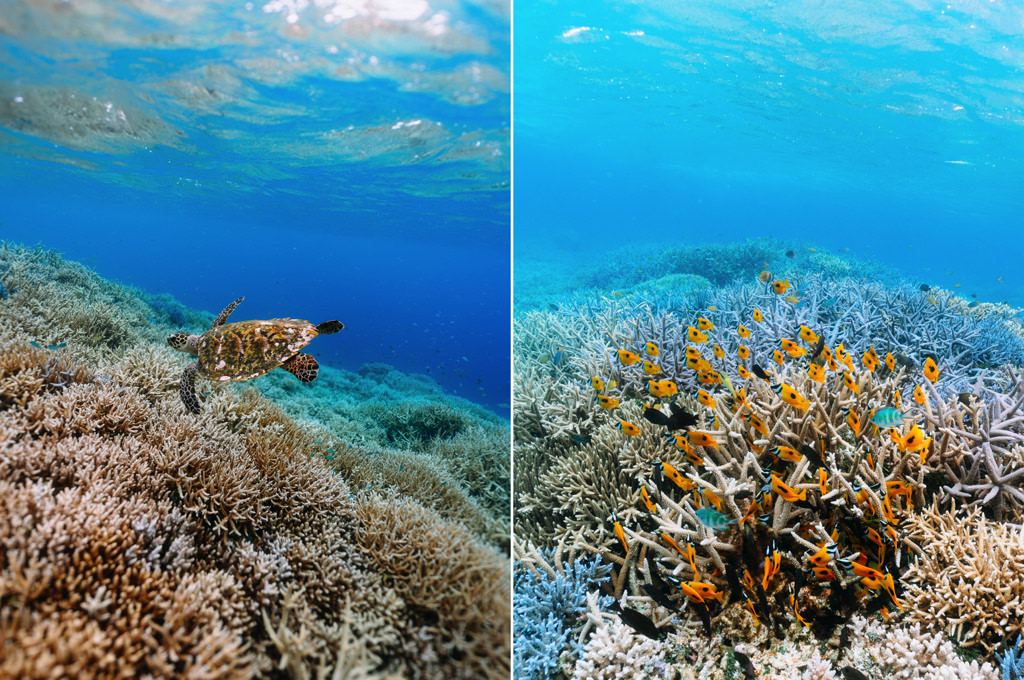 Snorkeling around Iriomote Island, Okinawa, Japan