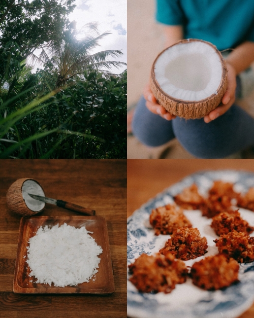 Wild Japanese coconuts, Ishigaki Island, Okinawa