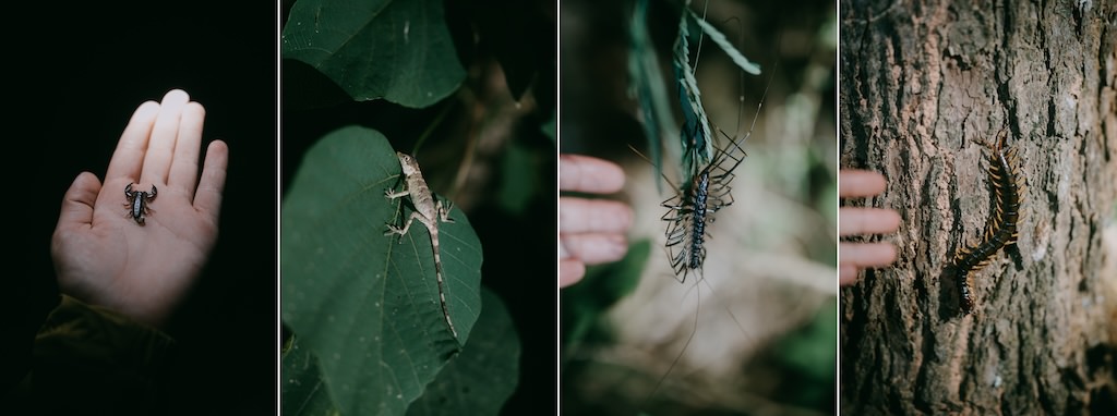 Jungle night walk for kids, Ishigaki Island, Okinawa, Japan