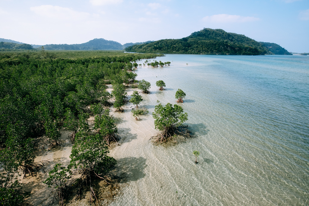 Urauchi river with mangrove swamp, Iriomote Island of the Yeayama Islands, Okinawa, Japan