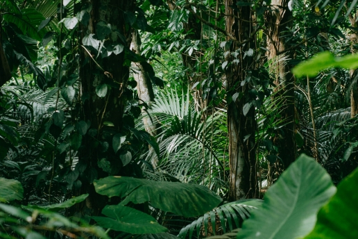 Tropical rainforest jungle of Japan, Ishigaki of Yaeyama Islands, Okinawa