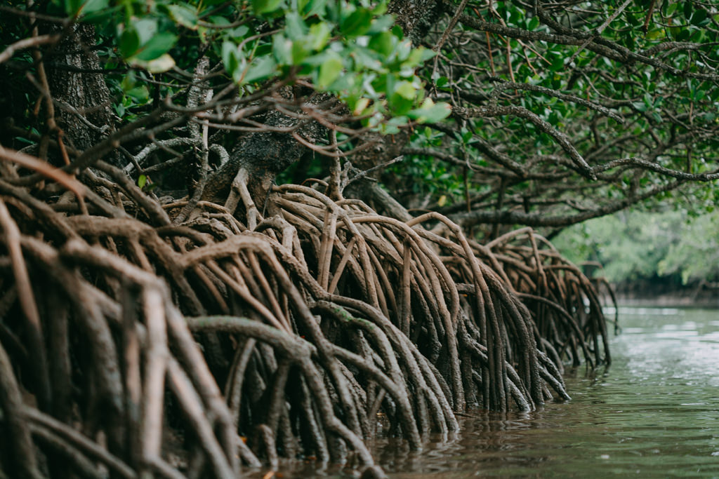 Japanese Loop-root Mangroves, Ishigaki, Okinawa