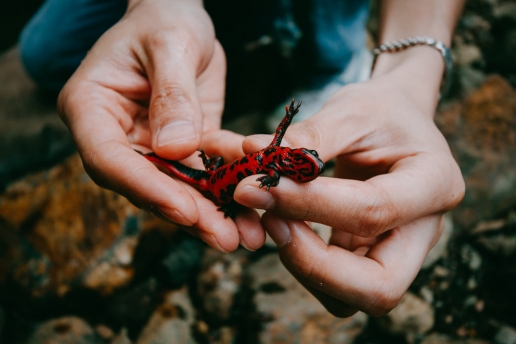Wild Japanese fire belly newt, Hachijo Island, Tokyo