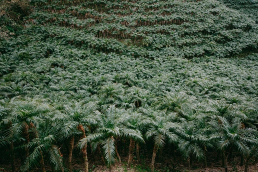 World's largest plantation of Phoenix roebelenii palm trees in Japan, Hachijo-jima Island, Tokyo