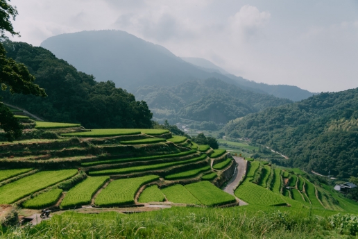 Rice terraces in Japanese countryside, Shodoshima Island, Kagawa