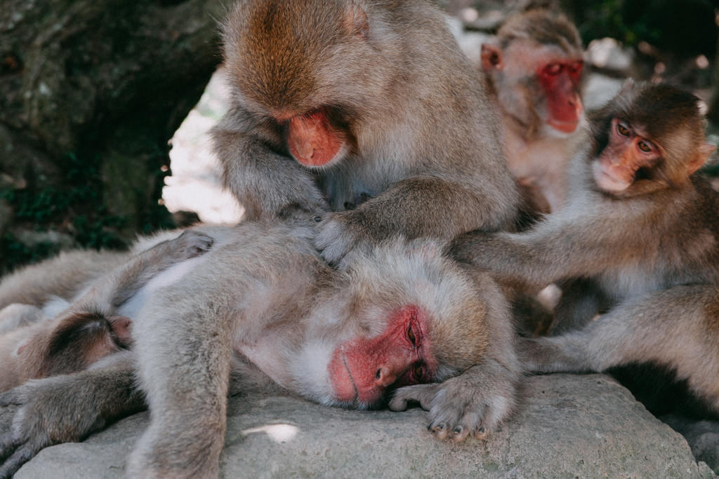 Wild Japanese monkeys, Naoshima Island, Kagawa, Japan