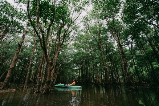 Mangrove kayaking on Ishigaki Island, Okinawa, Japan
