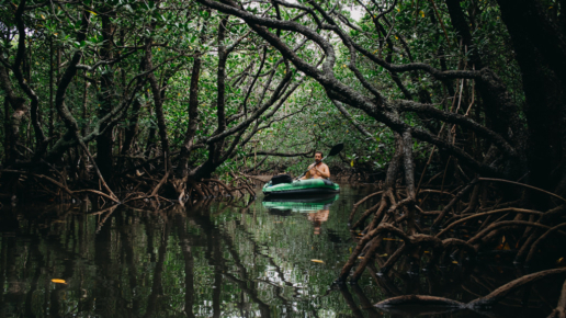 Mangrove jungle kayaking in Japan, Ishigaki-jima of the Yaeyama Islands, Okinawa