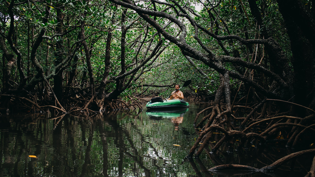 Mangrove jungle kayaking in Japan, Ishigaki-jima of the Yaeyama Islands, Okinawa