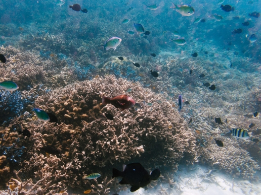 Off-the-beach snorkeling over coral garden, Kerama Islands, Okinawa, Japan