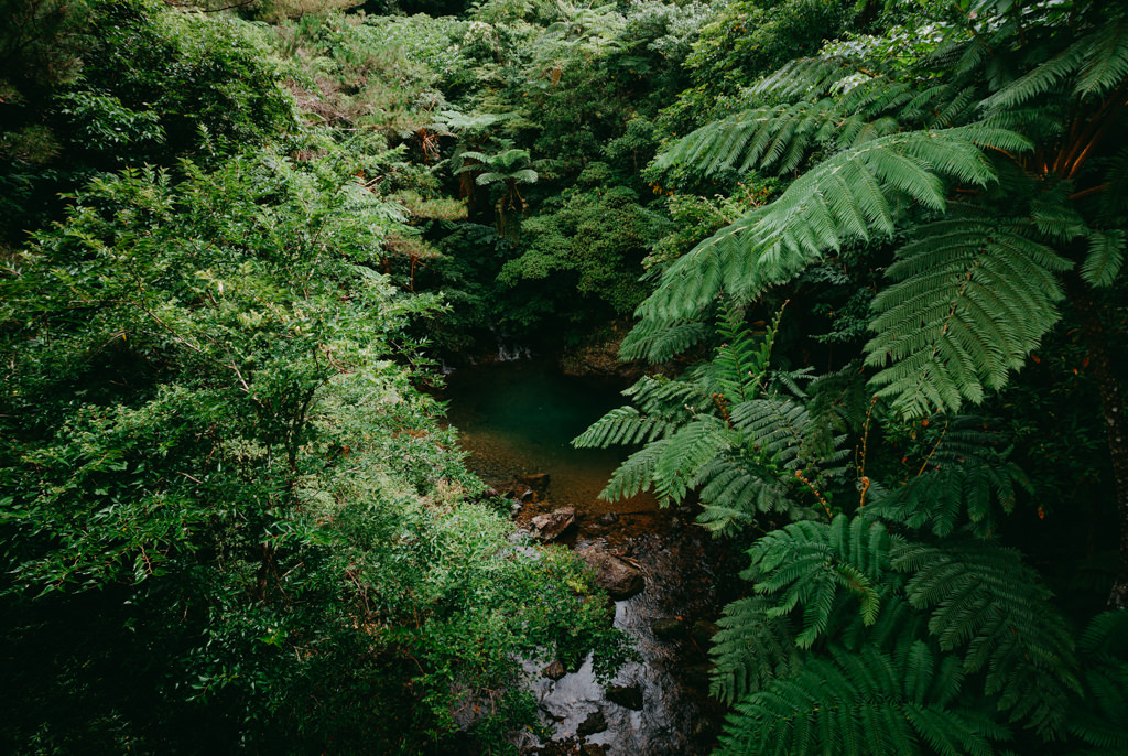 Jungle of Amami Oshima Island, Kagoshima, Japan